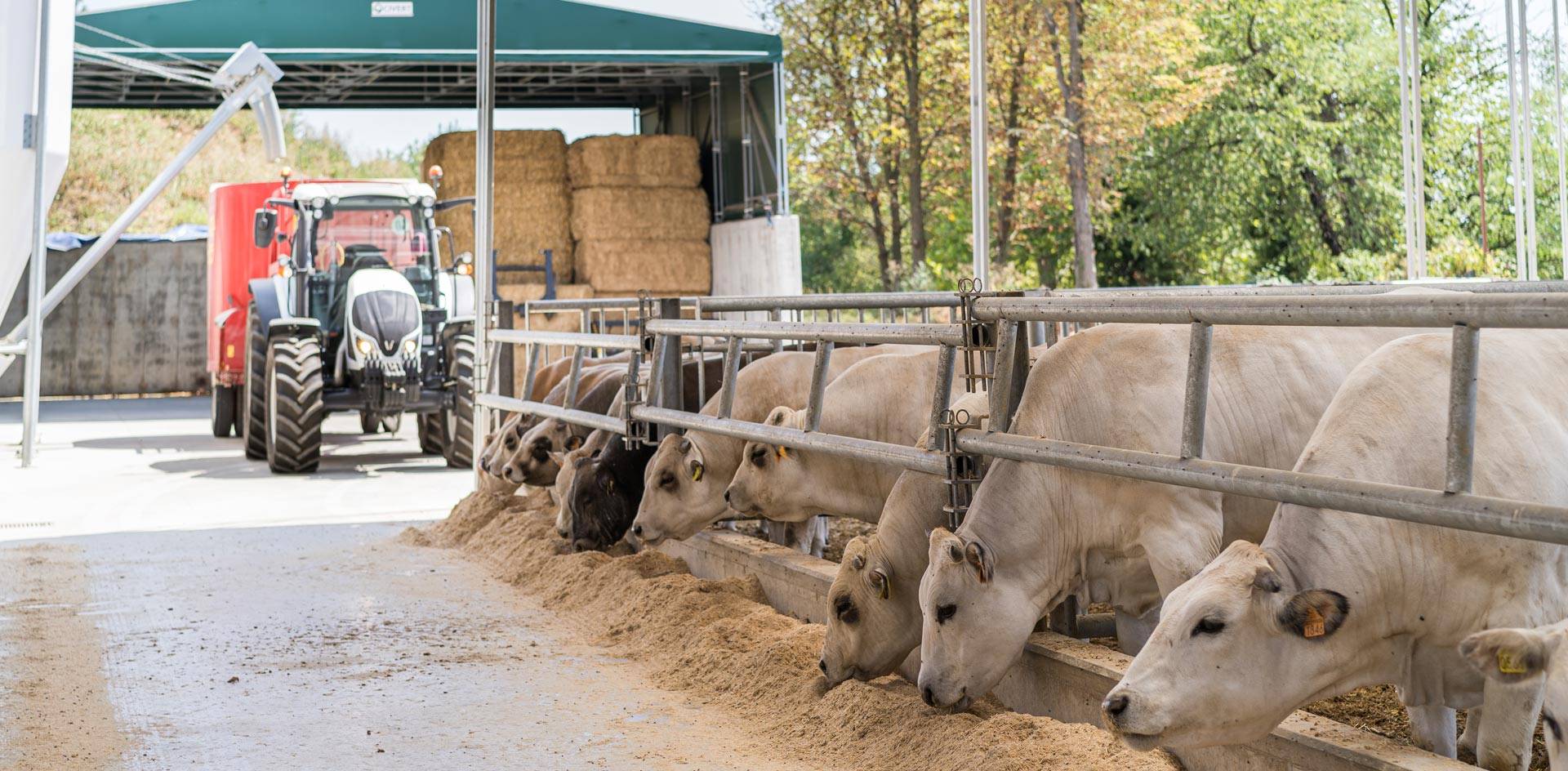 JC-ferro-rosso-chi-siamo-allevamento-bovini-01